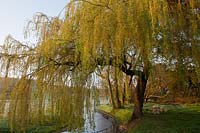 weeping willow tree Salix babylonica beside stream