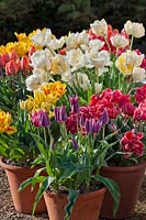 mixed tulips in containers