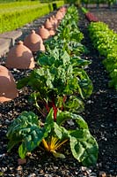 Swiss Chard Rainbow mixed terracotta forcers rows vegetables early summer May West Dean boxwood hedges view paths sun sunny West