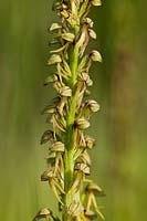 Man Orchid Orchis anthropophora Darland Banks East Kent spring flower native wild perennial green May blooms blossoms flowers
