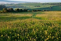 Yellow Rattle Rhinanthus minor Meadowdown East Sussex summer yellow native wild meadow field south downs view rolling hills sun