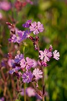 Red Campion SIlene dioica East Sussex summer pink native wild meadow field south downs sun sunny morning hedges perennial garden