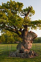 Ancient oak tree Quercus robur pasture field South Downs early summer May West Dean view sun sunny blue sky West Sussex trees