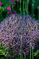 Allium christophii syn. albopilosum star of Persia summer flower perennial purple June blooms blossoms flowers garden plant