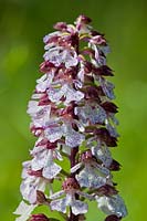 Lady Orchid Orchis purpurea native wild perennial May blooms blossoms flowers National Nature Reserve Wildlife Trust close-up