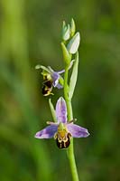 Bee Orchid Ophrys apifera summer flower wild native meadow field perennial June blooms blossoms flowers closeup close-up Beachy