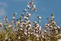 White Campion Silene latifolia summer flower wild native June perennial blooms blossoms flowers sun sunny blue sky