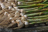 Harvested Garlic Solent White Allium sativum summer crop vegetable root white green pulled home grown organic drying rows laid