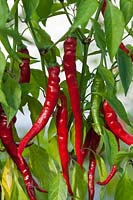 chilli pepper Capsicum chinense Long Slim Cayenne summer vegetable spice hot July red kitchen garden plant pot grown organic