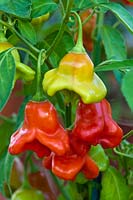 chili pepper Capsicum chinense 'Friars Cao' cayenne summer vegetable spice hot July red kitchen garden plant pot grown organic