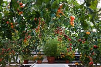 arch pergola trained cherry Tomato varieties summer vine vegetable West Dean walled kitchen garden Sussex English England UK