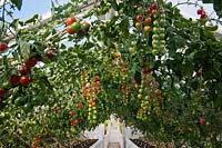 arch pergola trained cherry Tomato varieties summer vine vegetable West Dean walled kitchen garden Sussex English England UK