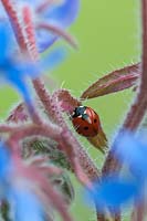 Coccinella septempunctata seven-spot ladybird