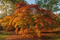 Acer palmatum Japanese maple at High Beeches