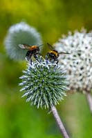 Bumble bees on globe thistle flowers