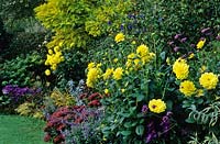 Eastgrove Cottage garden Worcesteshire late summer perennial borer with yellow and blue colour contrasts Dahlia Glorie van