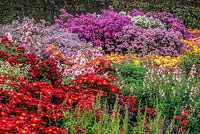 RHS Wisley Surrey late summer autumn perennial border with mixed Asters Anemones Penstemons and Chrysanthemums