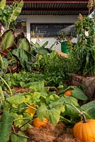 The Camfed Garden: Giving Girls in Africa a space to Grow. Looking across a bed of squash, Cucurbita maxima 'Jack o Lantern'  and Musa acuminata – Dwarf Cavendish Banana to the work station.  Designer: Jilayne Rickards, Sponsors: The Campaign for Female Education 