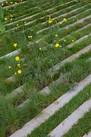 Detail up of Ranunculus - Buttercups and grasses growing between paving. The Savills and David Harber Garden. Designed by Andrew Duff, Sponsored by David Harber Savills, RHS Chelsea Flower Show, 2019.
