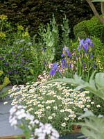 The Morgan Stanley Garden . A Sustainable garden based around herbaceous planting with a pillow of Erigeron karvinskianus 'Profusion' supporting the tall blue Iris Jane Philips - Designer: Chris Beardshaw  - Sponsor: Morgan Stanley