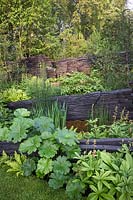 Photographer: Andrea Jones - Woodland garden with blackened timber walls - Shou Sugi Ban with planting by Crug Farm Plants including Gunnera killipiana and Beesia calthifolia, 
The M and G Garden, Design: Andy Sturgeon, Sponsor: M and G Investments