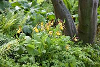 The M and G Garden 2019, Cypripedium, Slipper orchid planted underneath a multi stemmed Carpinus betulus- Designer: Andy Sturgeon - Sponsor: M and G investments