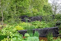 Overview of The M and G Garden, RHS Chelsea Flower Show 2019, Design: Andy Sturgeon, Sponsor: M and G
Mixed green planting including Nothofagus antarctica and charred black wooden sculptures