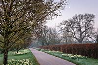 Drive to Highgrove House, lined with trees and beds of daffodils, March 2019.