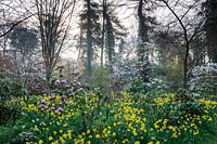 Daffodils and Rhododendrons in The Arboretum, Highgrove, March, 2019.