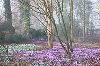 Flowering Snowdrops and Cyclamen coum growing under trees in The Arboretum, Highgrove, February, 2019.
