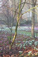 Ground cover of flowering snowdrops, Cyclamen coum and aconites under tree in The Arboretum, Highgrove, February, 2019.

