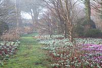 Flowering snowdrops and Cyclamen coum in The Arboretum, Highgrove, February, 2019.