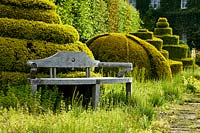 Wooden bench sits by clipped topiary forms in The Thyme Walk with Golden Yew Topiary, Highgrove, June, 2019.
