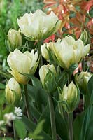 Tulipa White Valley