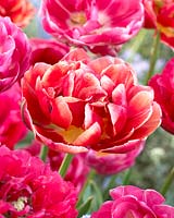 Tulipa Double Differance melange