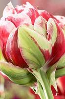 Tulipa Sensation