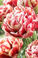 Tulipa Sensation