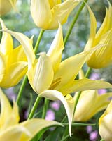Tulipa yellow lily-flowering