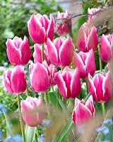 Tulipa Inspiration