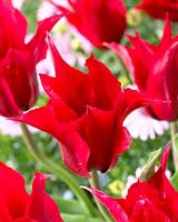 Tulipa Tres Chic rood