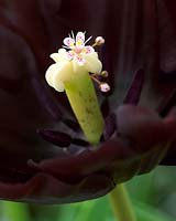 Up Close serie: Tulipa Paul Scherer Â®