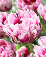 Tulipa Dazzling Desire