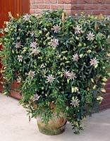 Passiflora Star of Clevedon