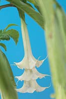 Brugmansia double white