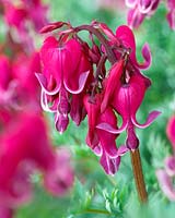 Dicentra Red Fountain