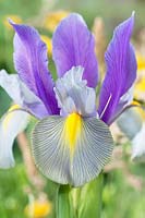 Iris Gipsy Beauty