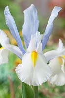 Iris Silvery Beauty