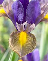 Iris Gipsy Beauty