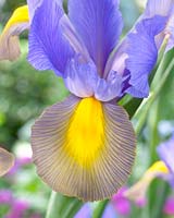 Iris Mystic Beauty