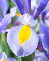 Iris Sky Beauty